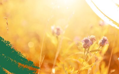 RUU KSDA Hayati dan Ekosistemnya